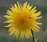 Åkermolke, (Sonchus arvensis)