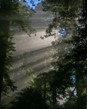 In the California redwood forest.