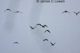 Military Macaw
