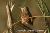 Straight-billed Reedhaunter