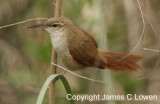 Straight-billed Reedhaunter