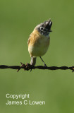 Bearded Tachuri