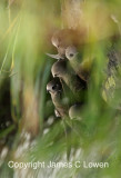 Great Dusky Swift