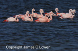 Chilean Flamingo