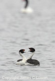 Hooded Grebe