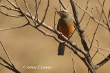 Rufous-bellied Saltator