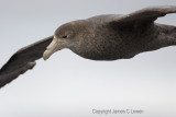 Southern Giant Petrel