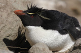 Southern Rockhopper Penguin