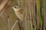 Bay-capped Wren-spinetail
