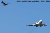 ExpressNet Airlines cargo B727-100(F) and turkey buzzard on approach to Opa-locka aviation stock photo #0547