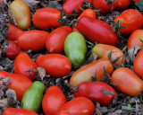 Last Harvest