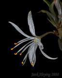 Spider Plant Bloom