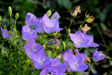 Purple Flower