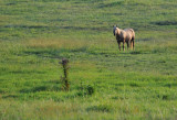 Lone Horse