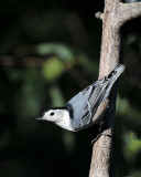 Nuthatch