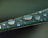 Raindrops on the Yucca