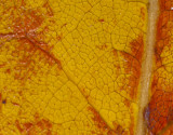 Fall Color