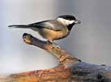 Chickadee with seed
