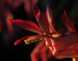 Christmas Cactus with sunset light