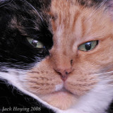 Cattitude