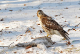 Hawk Eating Breakfast