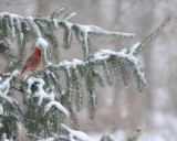 Cardinal in the Snow