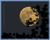 Cottonwood tree atempts to capture the Moon.