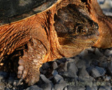 Snapper in the Evening Light