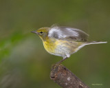 BIRDS_2010