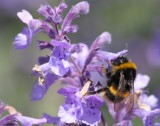 Scampston Gardens006.JPG