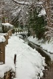 Cottingham beck IMG_4766.jpg