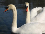 Hornsea mere.JPG
