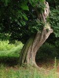 westwood tree 1.JPG