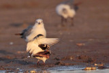 _MG_6442 Ruddy Turnstone & Laughing Gull.jpg