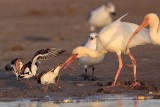 _MG_6467 Ruddy Turnstone & Laughing Gull & White Ibis.jpg