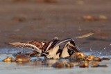 _MG_6563 Ruddy Turnstone.jpg