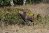 cerf au brame - red deer rut