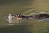 ragondin - nutria 7.JPG
