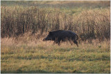 sanglier - wildboar.JPG