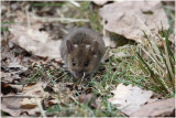 mulot - wood mouse.JPG
