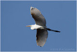 grande aigrette - great egret.jpg