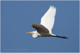 Grande aigrette - great egret 4.JPG