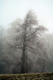 Had sum Ice On the Blue Ridge Park Way, went up made a few Pictures