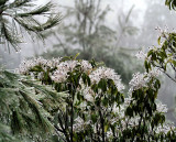 Had sum Ice On the Blue Ridge Park Way, went up made a few Pictures