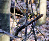 PICT0015.JPG