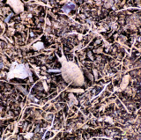 The Ant Lion , What all way know as. This a Very big one, They Kill Ants