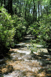Wading Down the Creek to get thought the Thickets