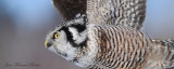 Chouette épervière - Hawk Owl