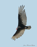 Urubu à tête rouge - Turkey Vulture