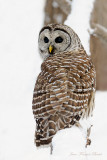 Choiuette rayée - Barred Owl
